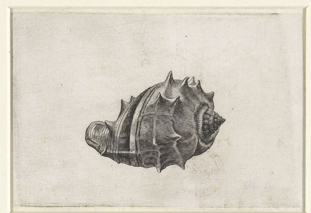 Schelp, melongena melongena (1644 - 1652) by Wenceslaus Hollar