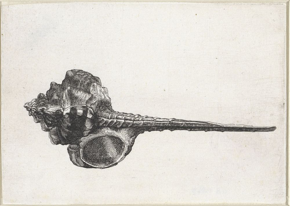 Schelp, murex haustellum (1644 - 1652) by Wenceslaus Hollar