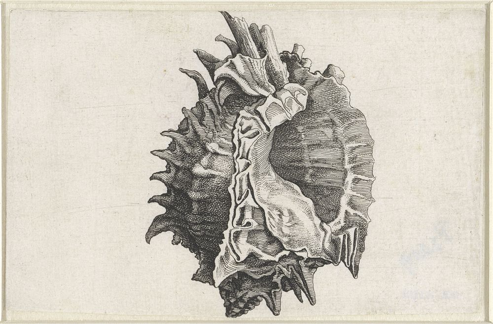 Schelp, phyllonotus erythrostomus (1644 - 1652) by Wenceslaus Hollar