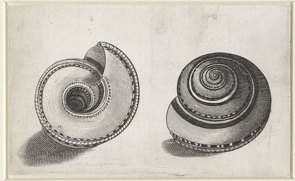 Schelp, architectonica trochlearis (1644 - 1702) by Wenceslaus Hollar and anonymous