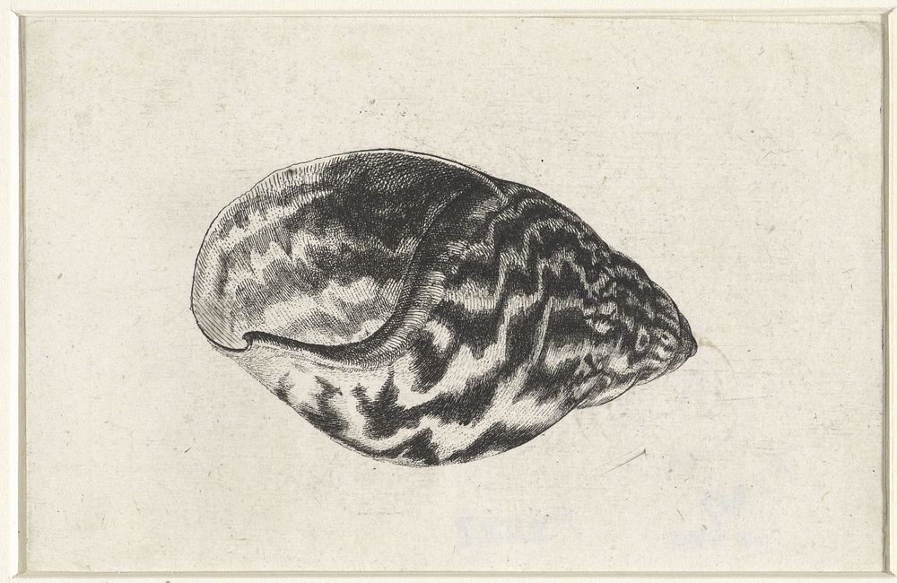 Schelp, achatina achatina (1644 - 1652) by Wenceslaus Hollar