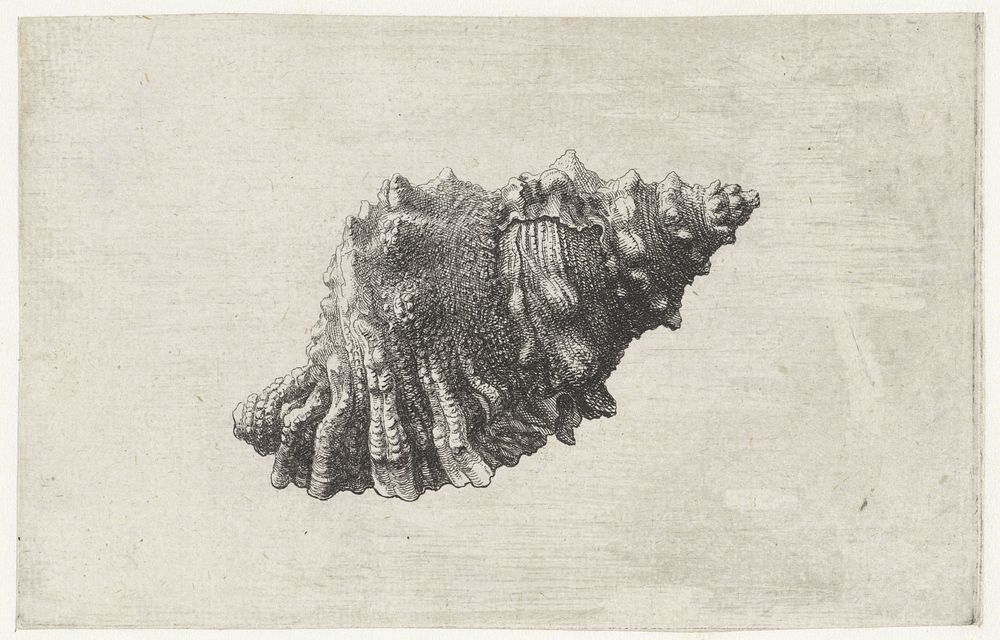 Schelp, bursa rubeta (1644 - 1652) by Wenceslaus Hollar