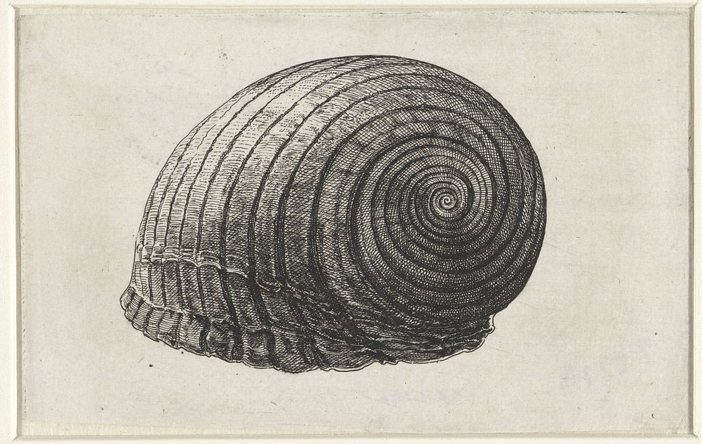 Schelp, tonna galea (1644 - 1652) by Wenceslaus Hollar