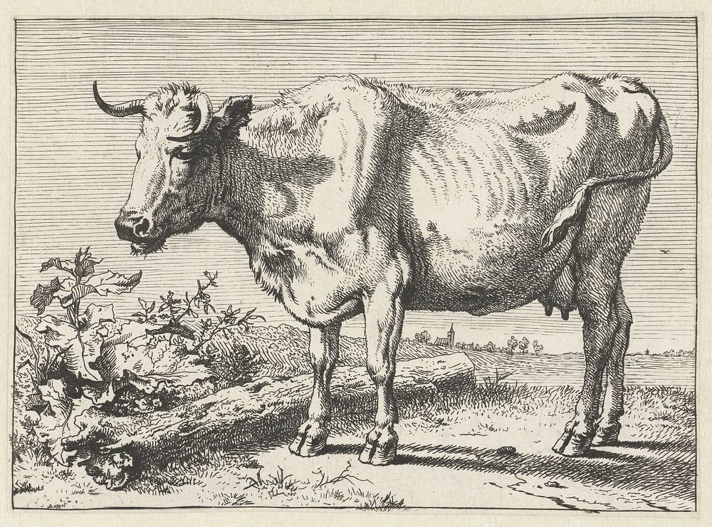Koe met gedraaide hoorn (1650) by Paulus Potter, Paulus Potter and Paulus Potter