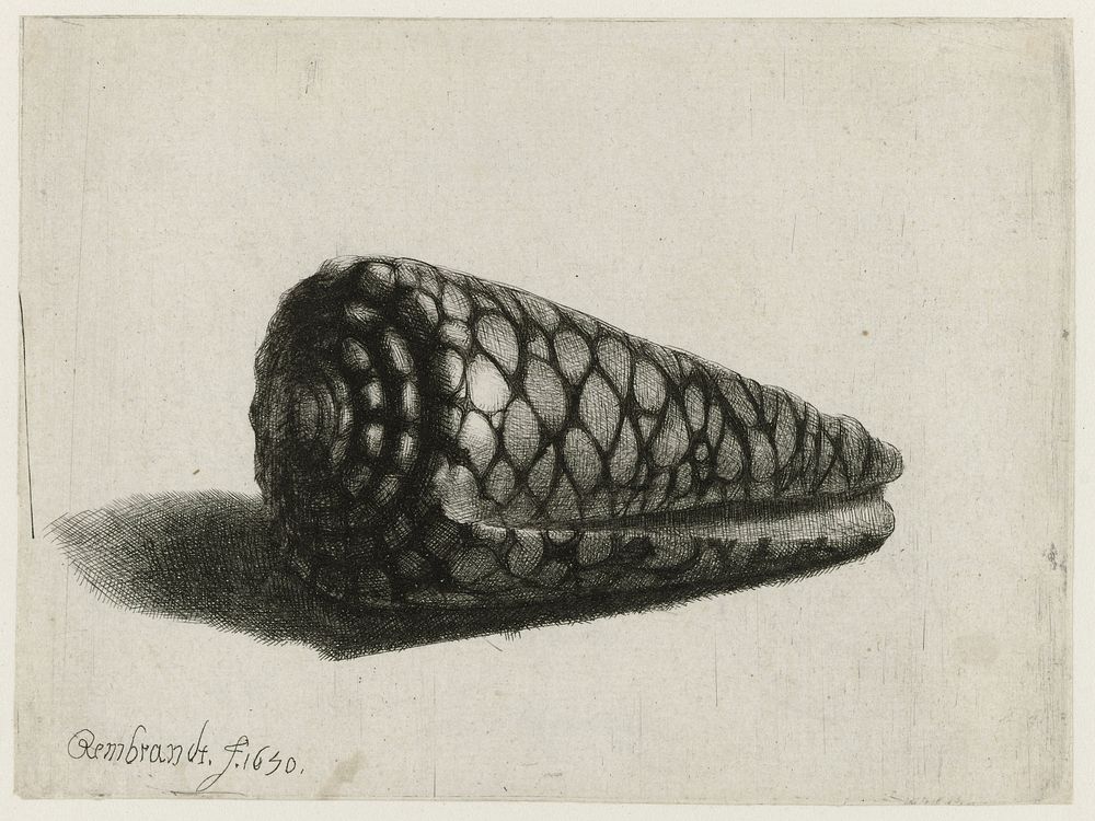 The Shell (Conus marmoreus) (1650) by Rembrandt van Rijn and Rembrandt van Rijn