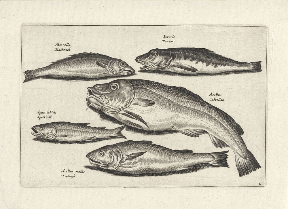 Vijf verschillende soorten vissen (1634) by anonymous, Adriaen Collaert and Claes Jansz Visscher II