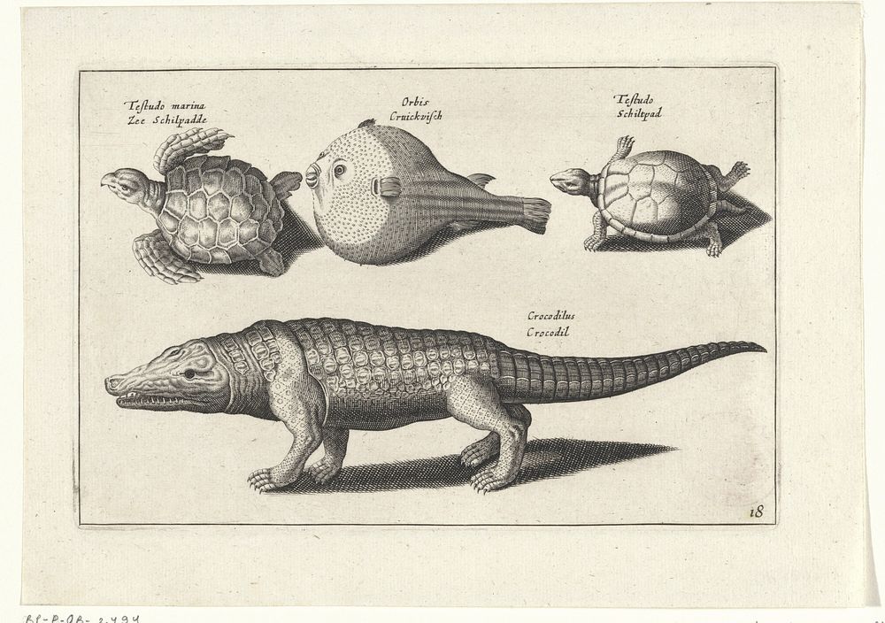 Krokodil, schildpadden en een kogelvis (1634) by anonymous, Adriaen Collaert and Claes Jansz Visscher II