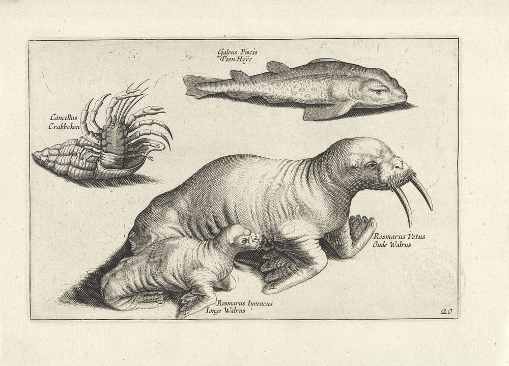 Walrussen, een vis en een krab (1634) by anonymous, Adriaen Collaert, Hessel Gerritsz and Claes Jansz Visscher II