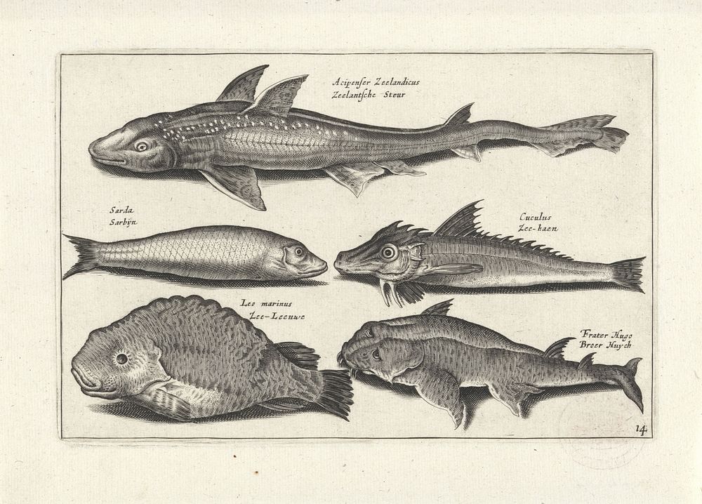 Vijf vissen waaronder een zeehaan (1634) by anonymous, Adriaen Collaert and Claes Jansz Visscher II