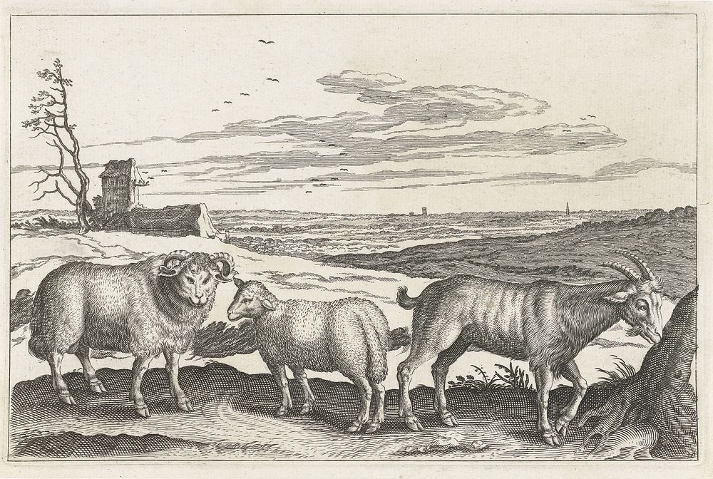 Bok en schapen (1628 - 1679) by anonymous, Adriaen Collaert and Nicolaes Visscher I