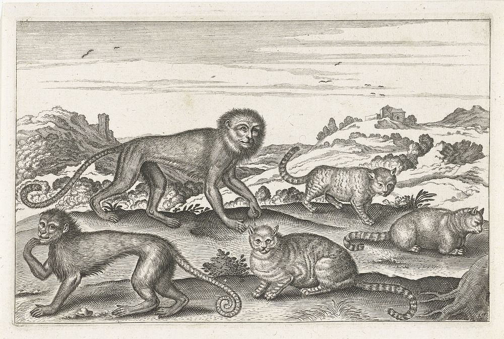 Apen en katten (1628 - 1679) by anonymous, Adriaen Collaert and Nicolaes Visscher I