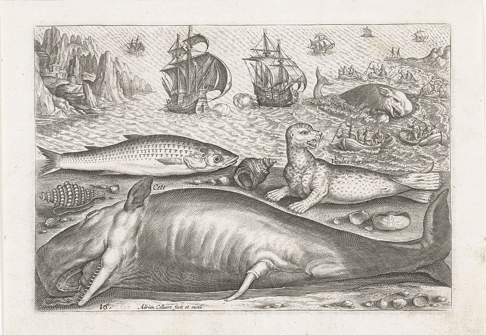 Een harder, een zeeleeuw en een walvis op het strand (after 1598 - 1618) by Adriaen Collaert, Adriaen Collaert and Adriaen…