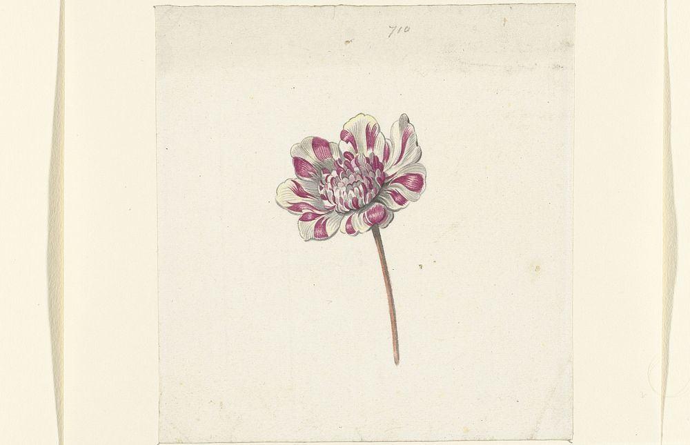 Rood-witte bloem (1600 - 1699) by Anna Cornelia Moda