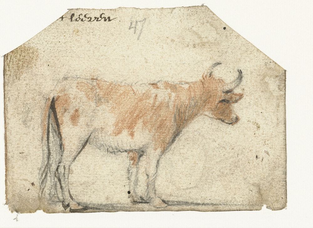 Koe, van opzij (1650) by Harmen ter Borch