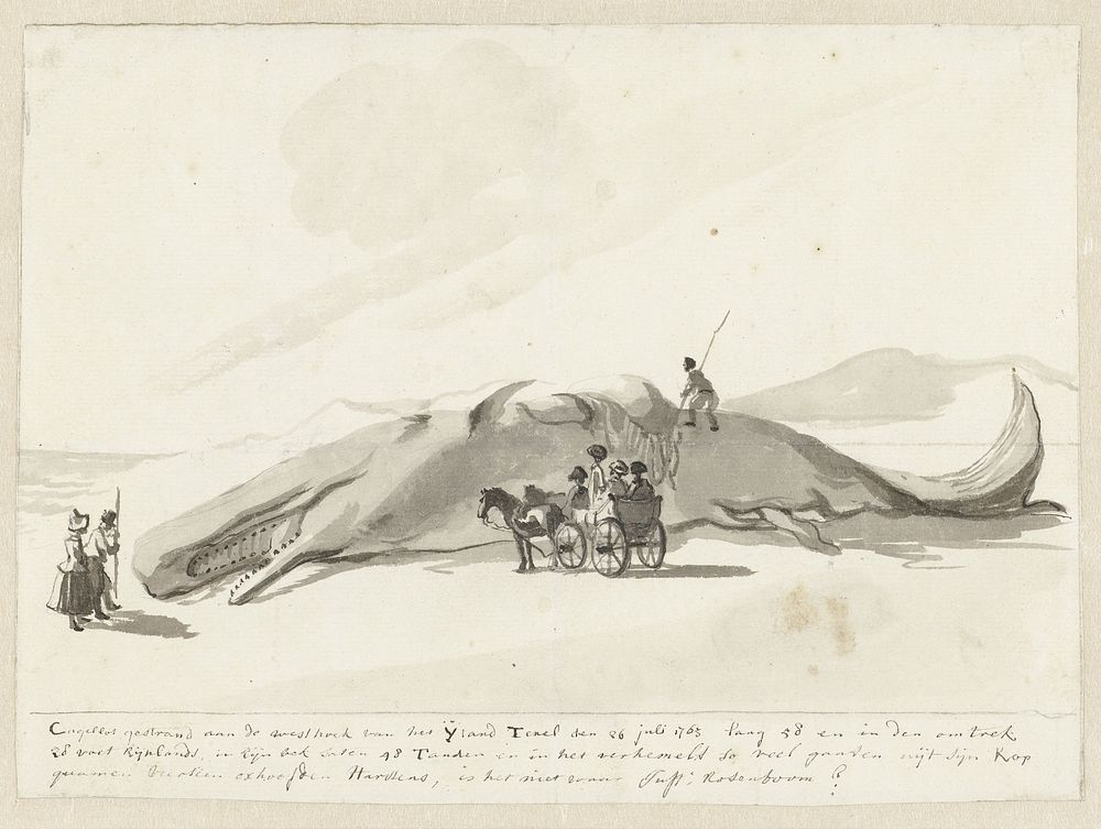 Gestrande walvis op Texel, 1763 (1763) by Jurriaan Andriessen