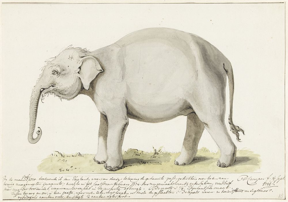 Staande olifant, naar links (1786) by Petrus Camper