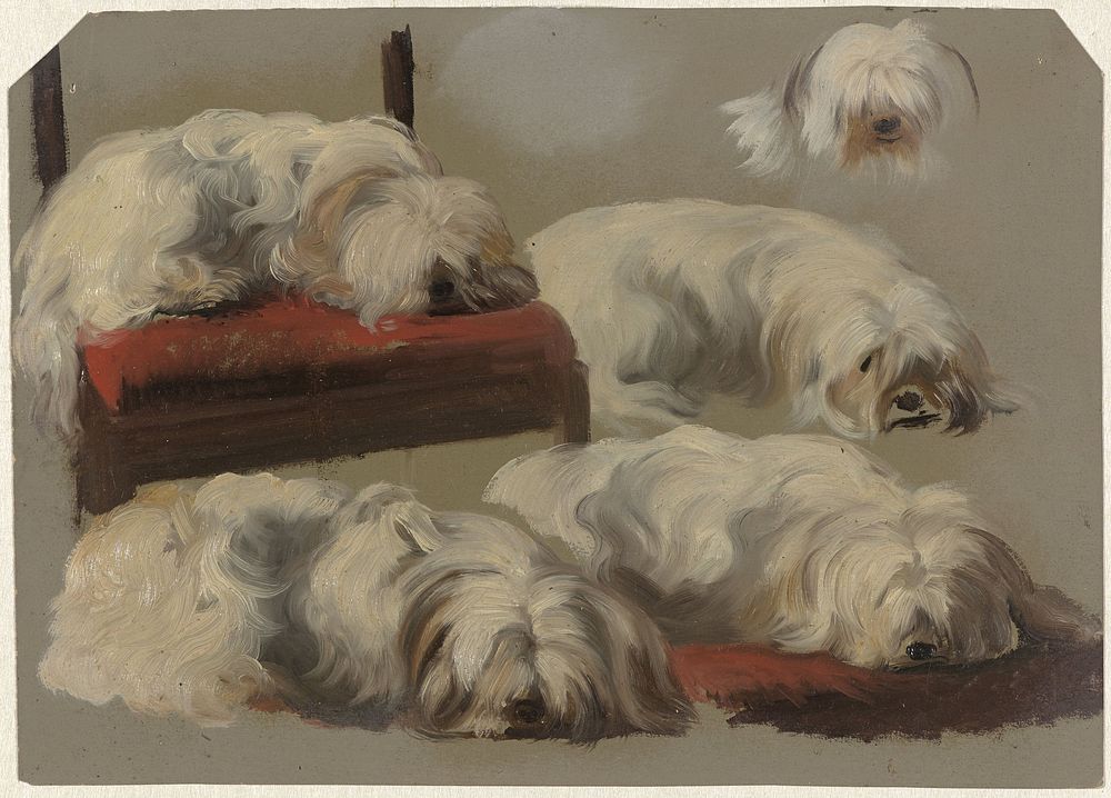 Studies van een wit schoothondje (1821 - 1891) by Guillaume Anne van der Brugghen