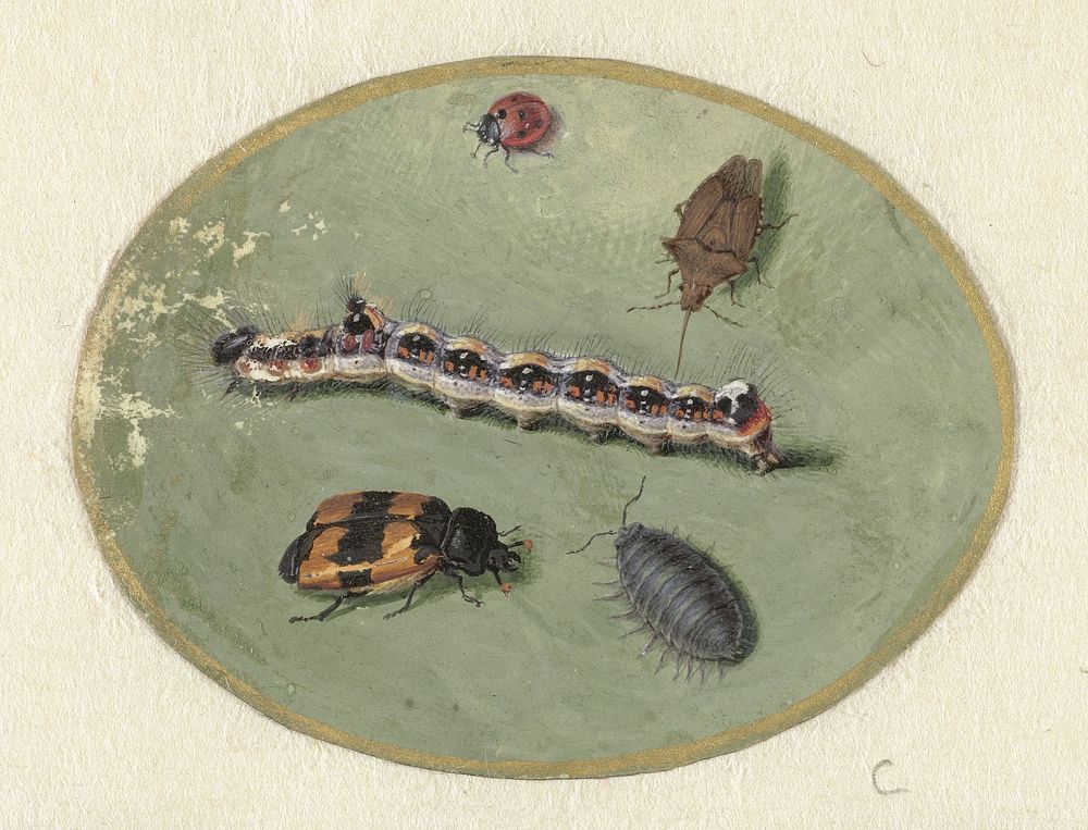 Lieveheersbeestje, rups, pissebed en twee torretjes (1690 - 1700) by Jan Augustin van der Goes