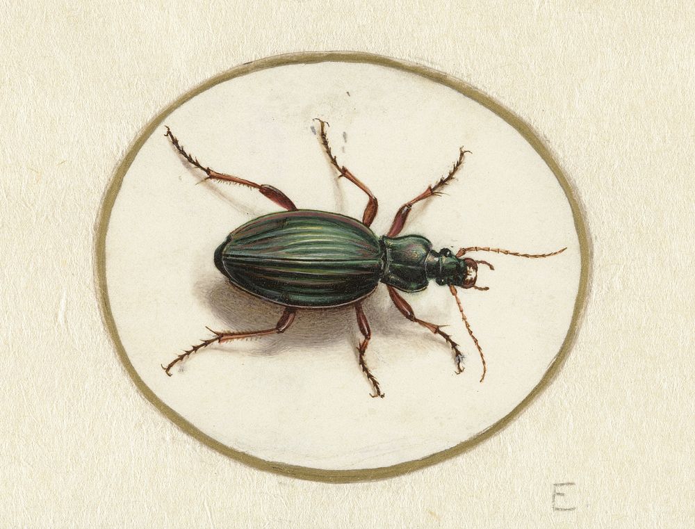 Beetle (1690 - 1700) by Jan Augustin van der Goes