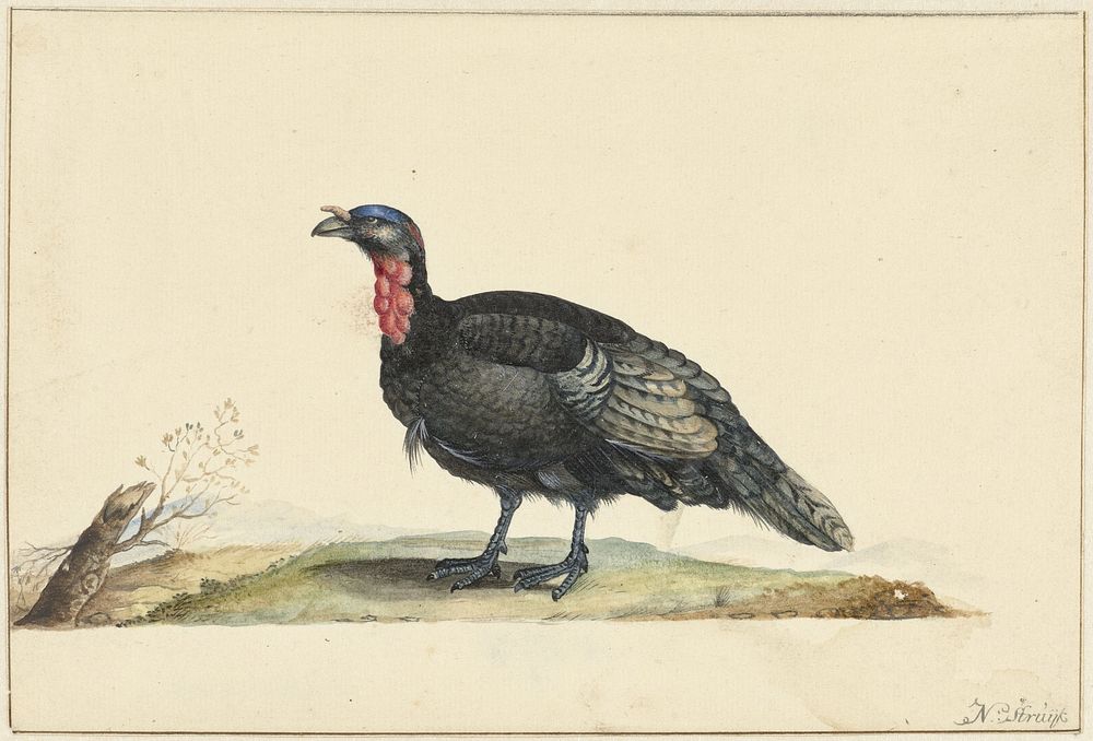 Vogel met zwarte veren en een rode krop, staande, naar links (c. 1699 - c. 1719) by Nicolaas Struyk