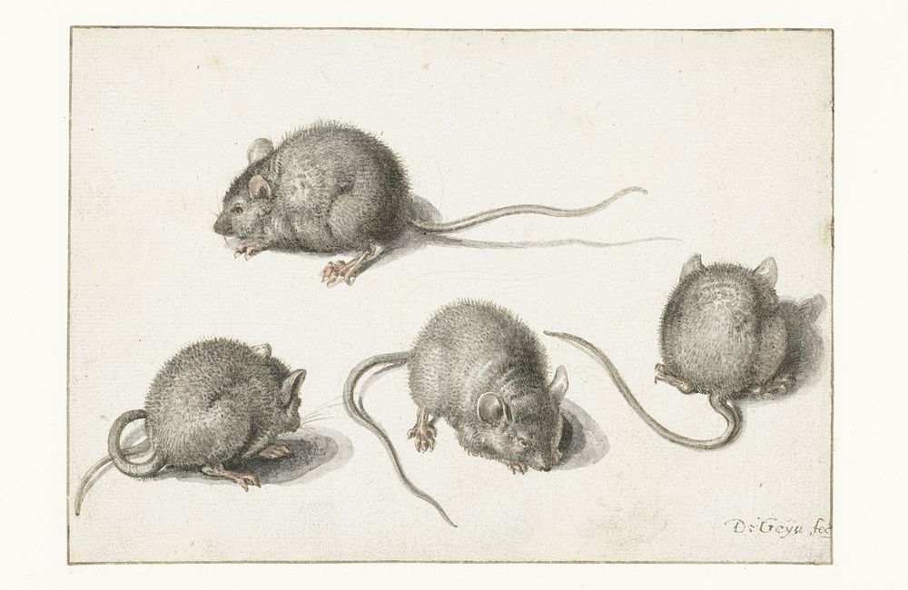 Four studies of a diseased mouse (1575 - 1625) by Jacques de Gheyn II