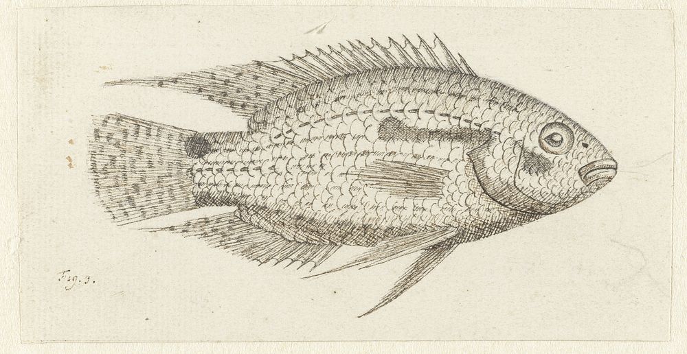 Tropische vis Chromis epse (1739 - 1812) by Johannes le Francq van Berkhey