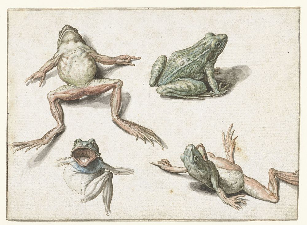 Vier studies van een kikker (1575 - 1625) by Jacques de Gheyn II