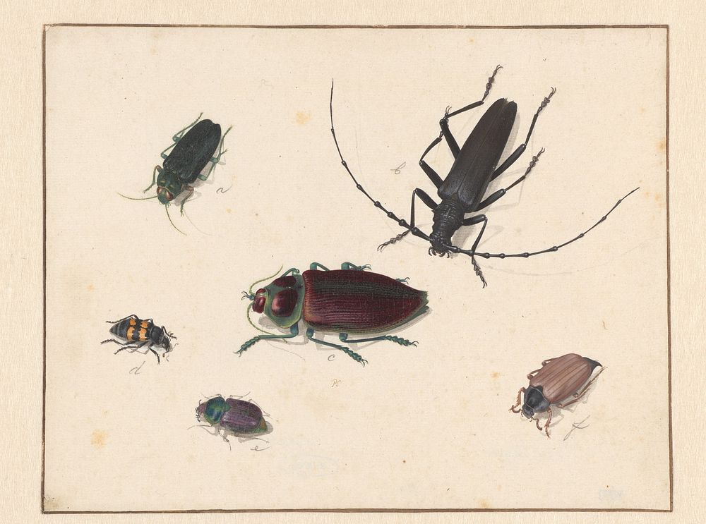 Sheet with Six Beetles (c. 1620 - c. 1662) by Pieter Holsteyn I