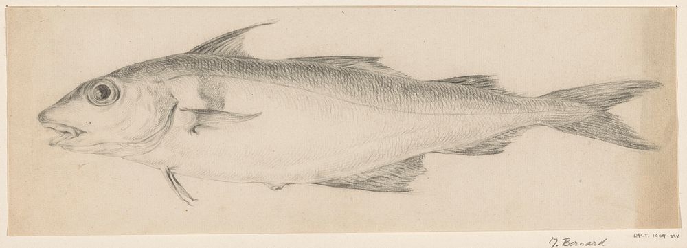 Vis, naar links (1775 - 1833) by Jean Bernard