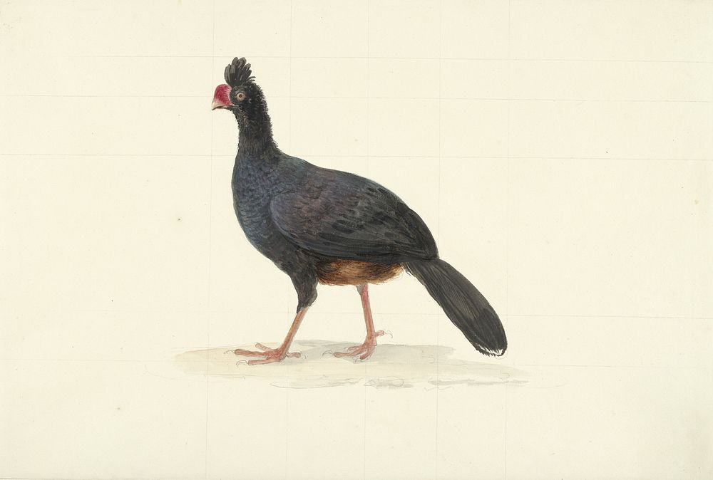 Zwarte loopvogel met korte dikke rode snavel (1763 - 1824) by François Levaillant