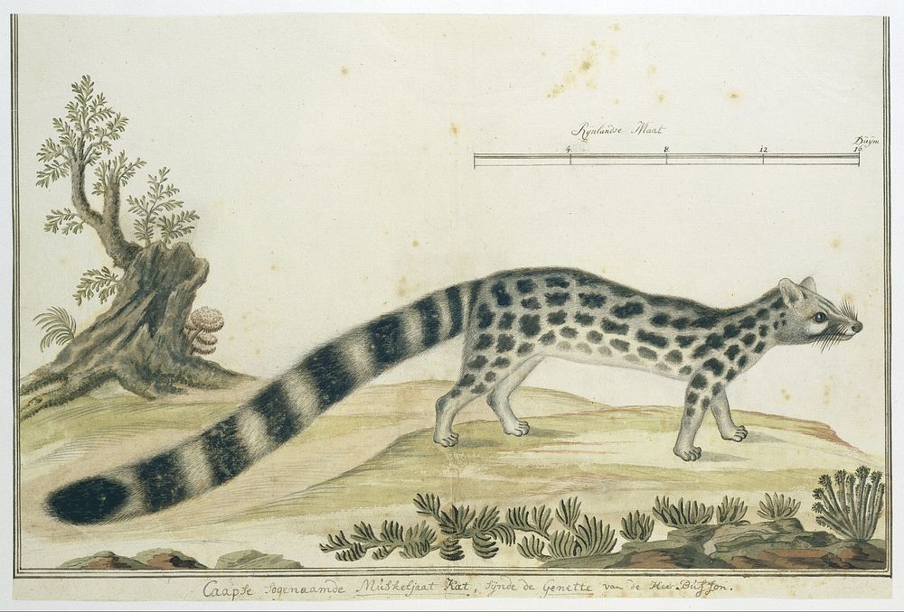 Genetta tigrina (Cape genet) (1777 - 1786) by Robert Jacob Gordon