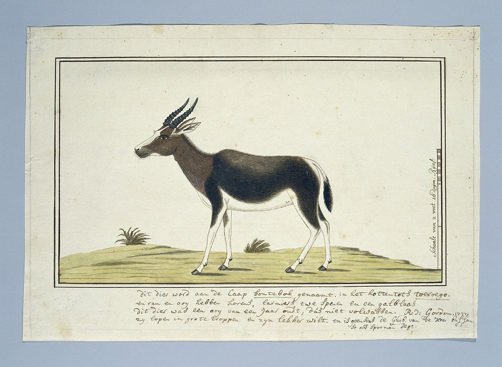 Damaliscus pygargus pygarus (Bontebok) (1777) by Robert Jacob Gordon