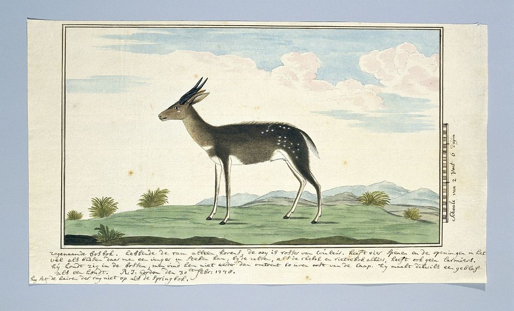 Tragelaphus scriptus (Bushbuck) (1778) by Robert Jacob Gordon