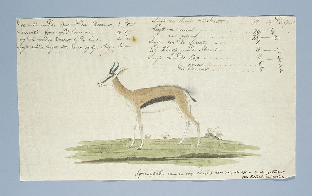 Antidorcas marsupialis (Springbok) (1774 - 1786) by Robert Jacob Gordon