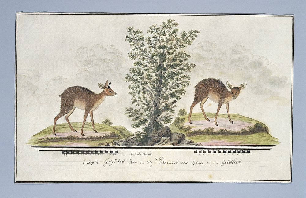 Raphicerus melanotis (Cape grysbok) (1777 - 1786) by Robert Jacob Gordon