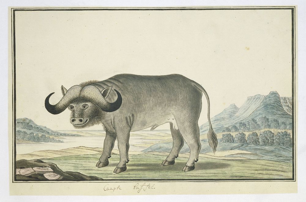 Syncerus caffer caffer (Cape buffalo) (1777 - 1786) by Robert Jacob Gordon