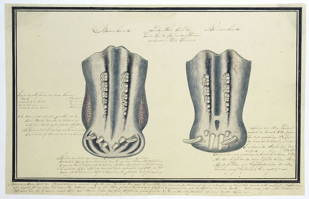 Upper and lower jaws of an Hippopotamus amphibius (Hippopotamus) (c. 1777 - 1778) by Robert Jacob Gordon