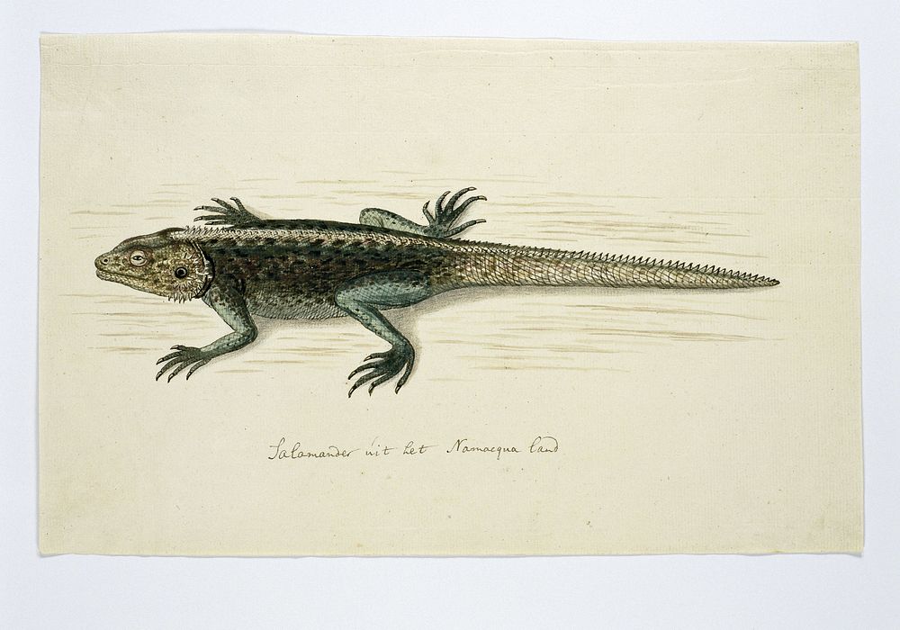 Agama atra (Southern rock agama) (1777 - 1786) by Robert Jacob Gordon