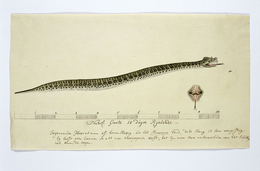 Bitis caudalis (Horned adder) (1777 - 1786) by Robert Jacob Gordon