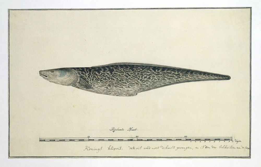 Genypterus capensis (Kingklip) (1777 - 1786) by Robert Jacob Gordon
