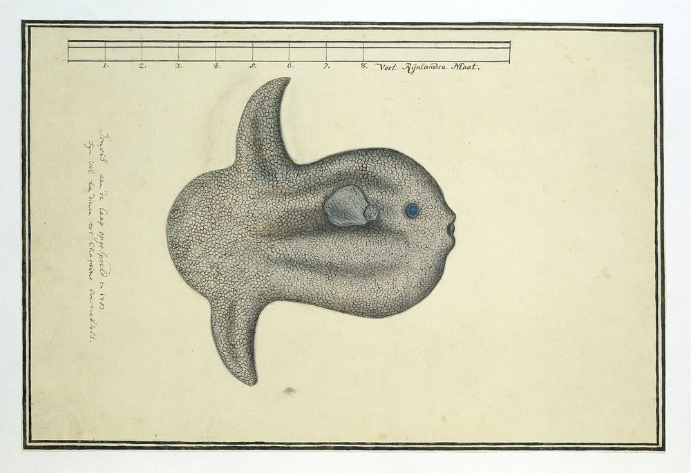 Mola mola (Ocean sunfish) (in or after 1783) by Robert Jacob Gordon