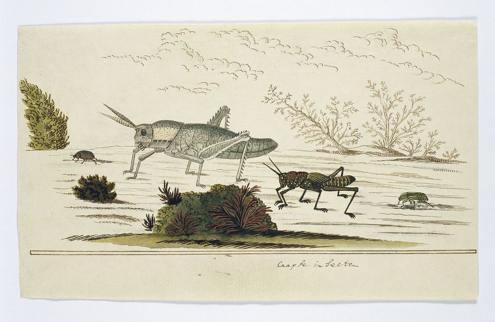 Beetles and Grasshopers (to be identified) (1777 - 1786) by Robert Jacob Gordon