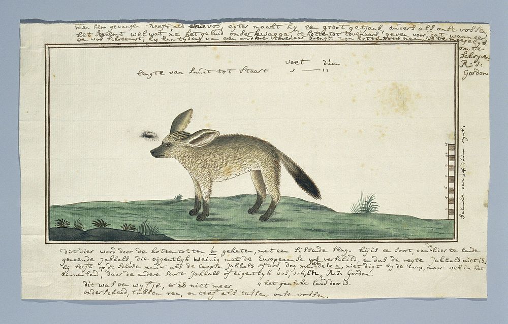 Otocyon megalotis (Bat-eared fox; female) (1777 - 1786) by Robert Jacob Gordon