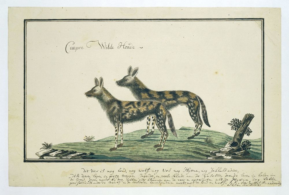Lycaon pictus (African wild dog) (1777 - 1788) by Robert Jacob Gordon