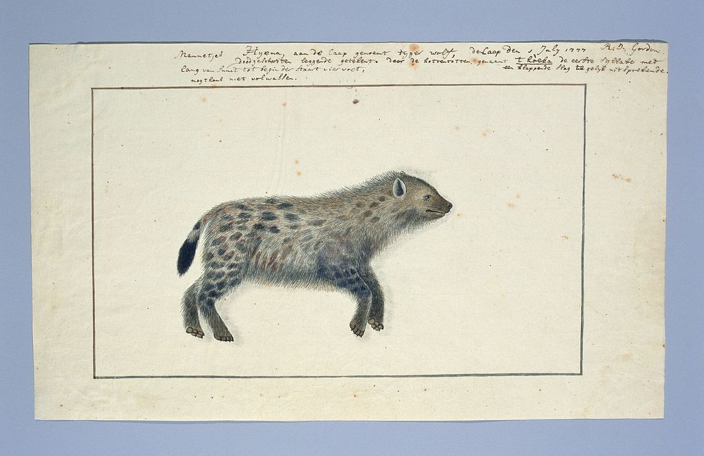 Crocuta crocuta (Spotted hyena) (1777) by Robert Jacob Gordon