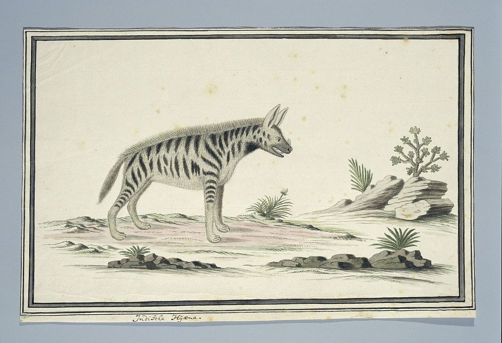 Proteles cristatus (probably) (Aardwolf) (1777 - 1786) by Robert Jacob Gordon