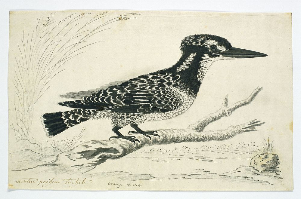 Ceryle rudis (Pied kingfisher), female (1777 - 1786) by Robert Jacob Gordon