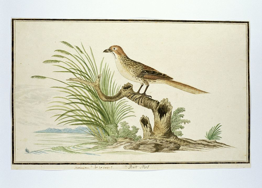 Sphenoeacus afer (Cape grassbird) (1777 - 1786) by Robert Jacob Gordon