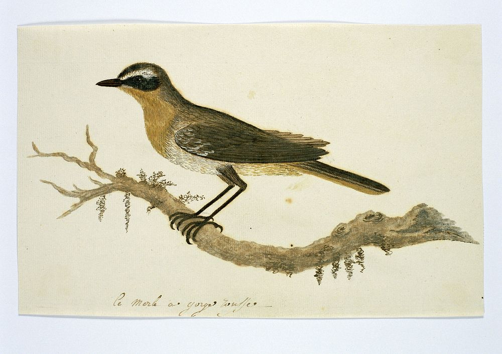 Cossypha caffra (Cape robin-chat) (1777 - 1786) by Robert Jacob Gordon