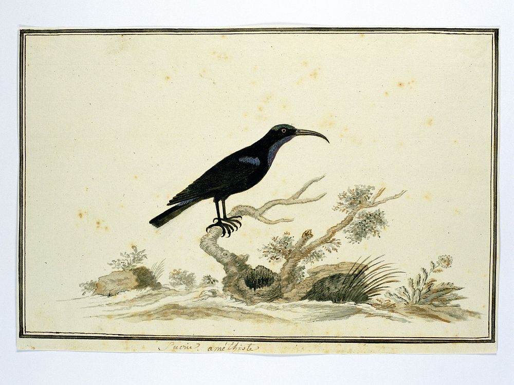 Nectarinia amethystina (Amethyst sunbird) (1777 - 1786) by Robert Jacob Gordon